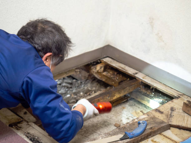 Best Commercial Mold Remediation in Kincheloe, MI