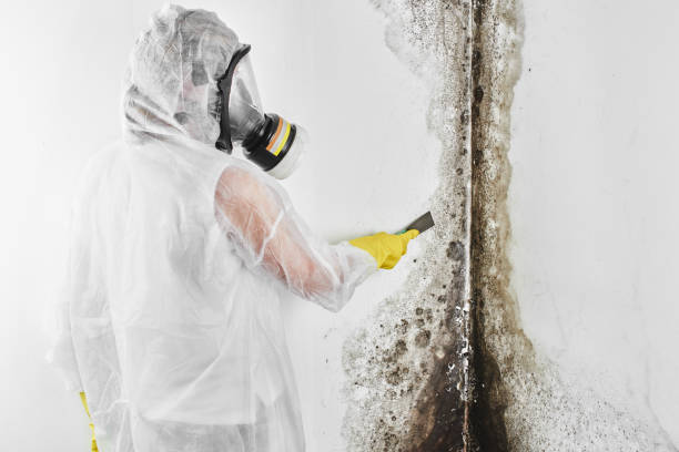 Best Bathroom Mold Remediation in Kincheloe, MI
