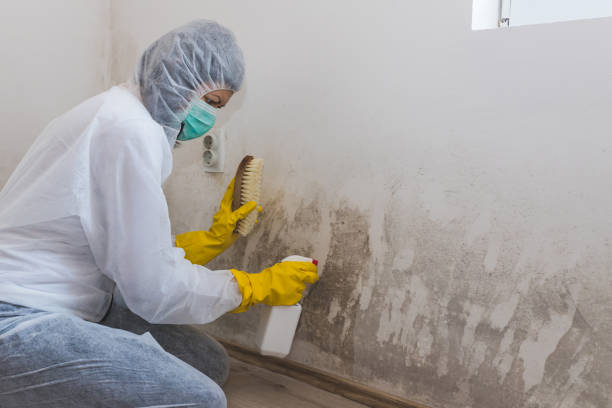Best Post-Flood Mold Remediation in Kincheloe, MI
