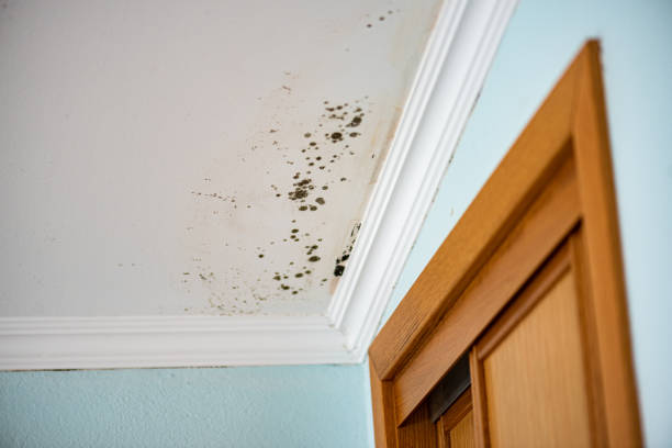 Best Insurance-Related Mold Remediation in Kincheloe, MI