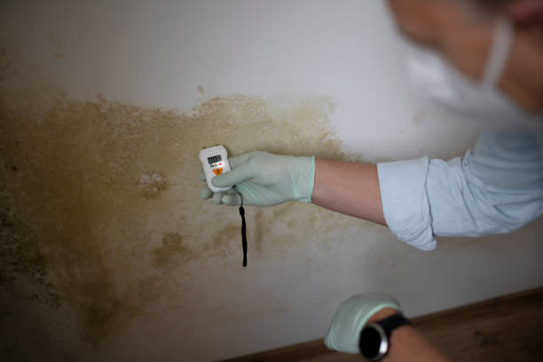 Best Mold Remediation for Schools in Kincheloe, MI