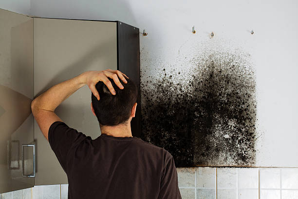 Best Attic Mold Remediation in Kincheloe, MI
