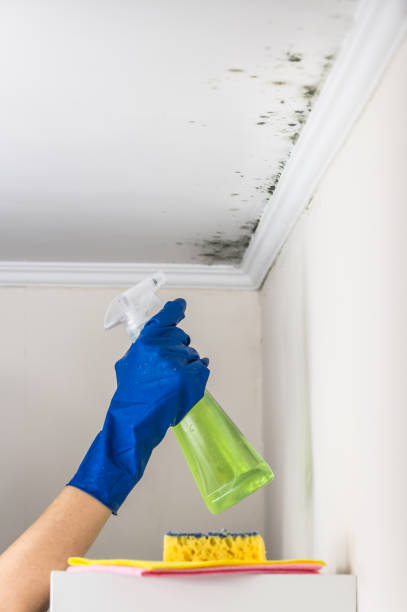 Best White Mold Remediation in Kincheloe, MI